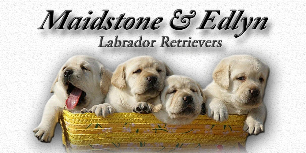 Labrador Retrievers Texas Labradors Texas Labs Texas Maidstone Edlyn Labradors Black Labs Chocolate Labs Yellow Labs Breeders