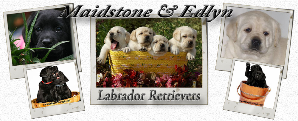 Labrador Retrievers Texas Labradors Texas Labs Texas Maidstone Edlyn Labradors Black Labs Chocolate Labs Yellow Labs